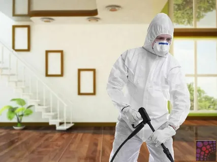 إبادة النمل الصغير بالكويت 