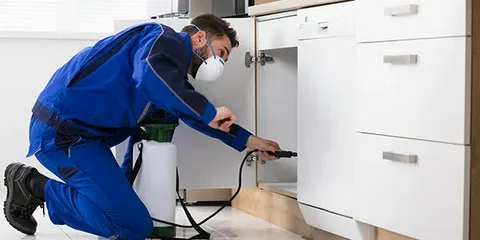 مكافحة الصراصير الصغيرة