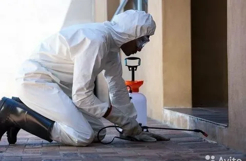 مكافحة حشرات النباتات المنزلية مشرف